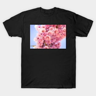 Bunch of cherry blossoms T-Shirt